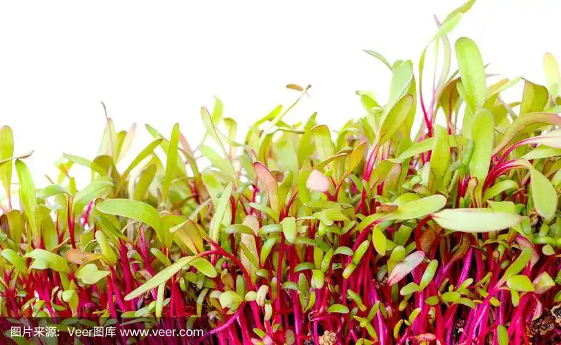 鲜红的甜菜芽,白底.小植物微绿色甜菜根.盆栽堆肥中甜菜子叶的研究.