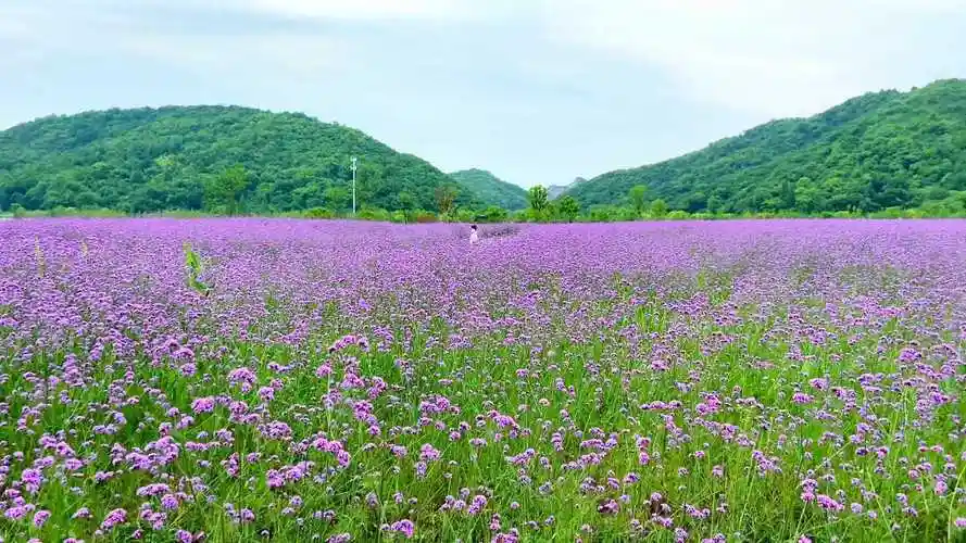 杭州铜鉴湖公园花海马鞭草格桑花