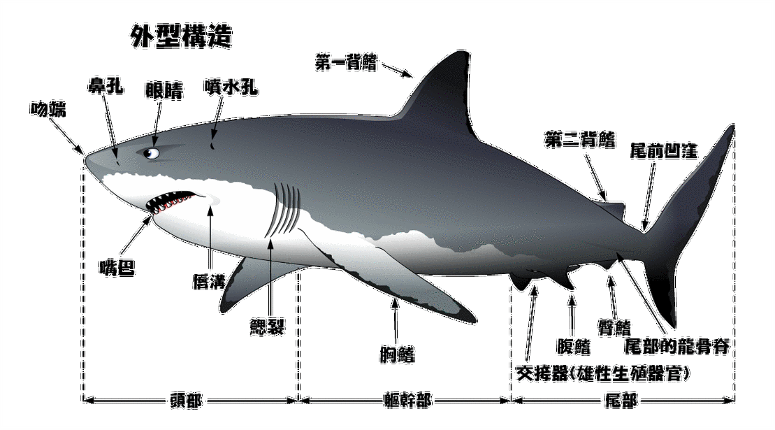 大白鲨真的是海洋霸主吗