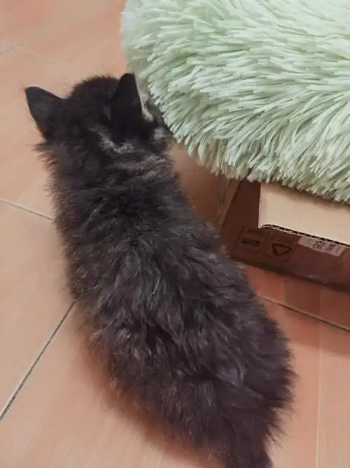 找到领养啦上海杨浦长毛小黑狸找领养