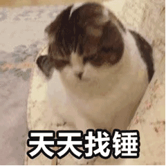 猫咪表情包天天找锤
