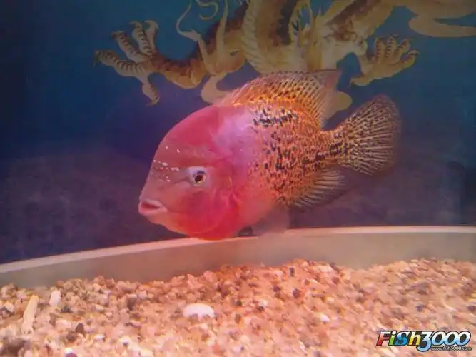 展开全部 紫红火口,学名粉红副尼丽鱼(paraneetroplus synspilus),是