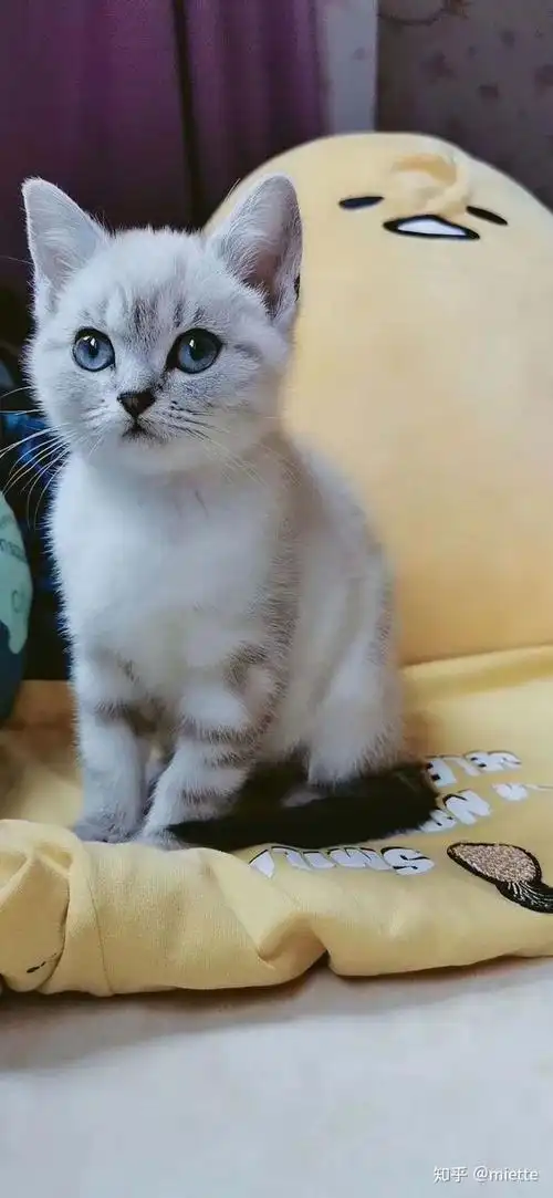 求鉴定猫的品种,这是凯米尔色美短吗?