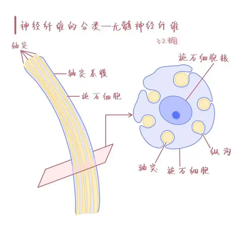 涉及知识点:根据有无髓鞘分为有髓神经纤维和无髓神经纤维 ①周围神经