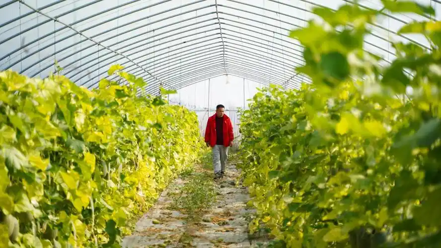 长丰县下塘镇:"新农人"更是"兴农人"谱写乡村振兴新篇章|中安在线合肥