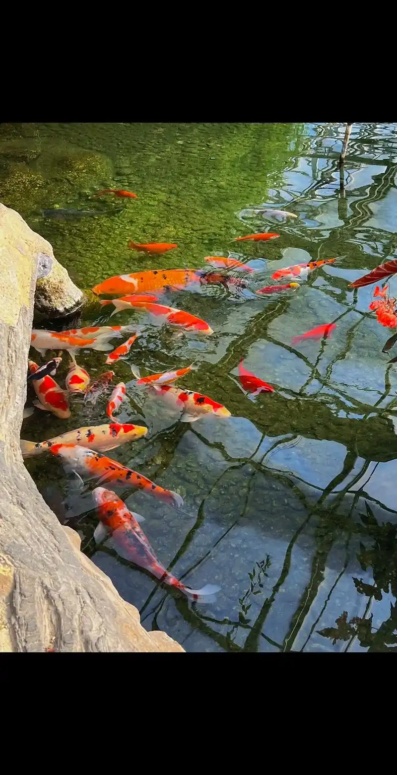 锦鲤鱼塘 见锦鲤者发发发 - 抖音