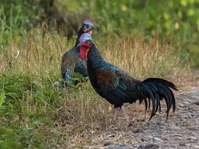 野鸡和家鸡可以杂交吗?_后代_生下_体型