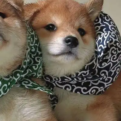 动物情头他来了今天冬至记得吃饺子哦