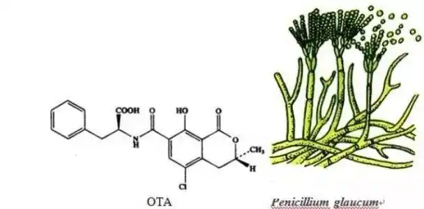 赭曲霉毒素是纯绿青霉,赭曲霉和碳黑曲霉等真菌产生的一组结构类似的