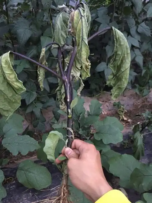 茄子发生枯萎病,应该如何防治?