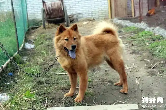 这才是中国真正的松狮