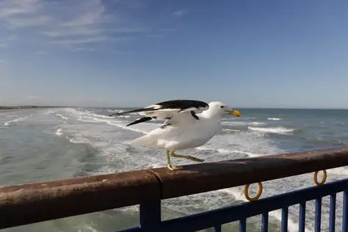 南岛海鸥与信天翁
