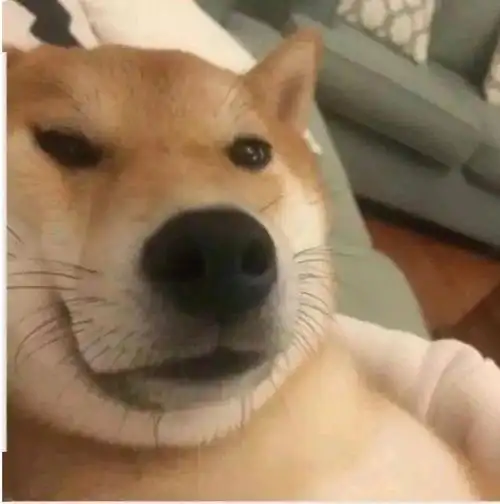 可爱小狗表情包