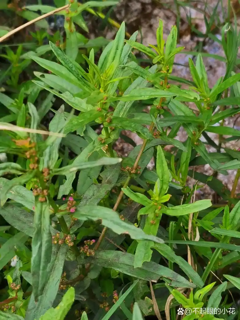 水苋菜,别名仙桃草,结筋草