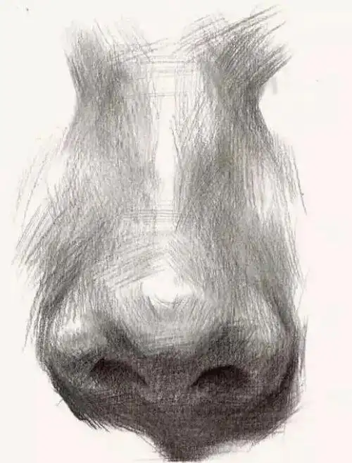 素描五官鼻子的画法多角度全方位素描绘画教程