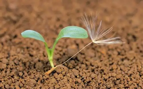 萌芽,发芽,植物,壁纸萌芽桌面壁纸