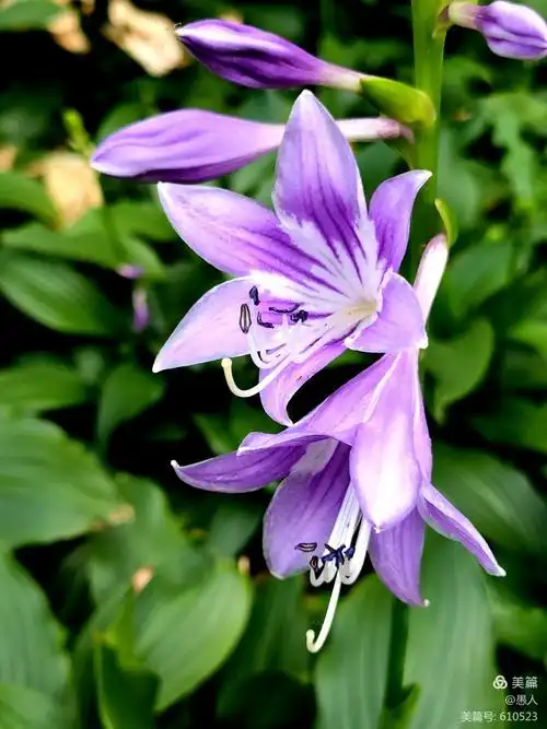 《紫萼》(紫玉簪)