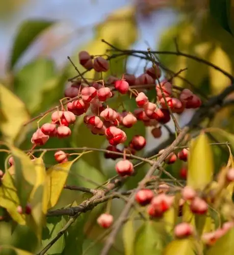 丝绵树有什么生态习性?丝绵树如何繁殖与栽培?
