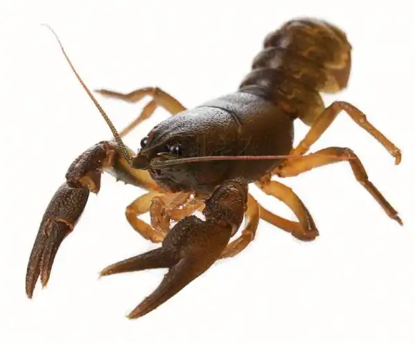 本土小龙虾东北蝲蛄