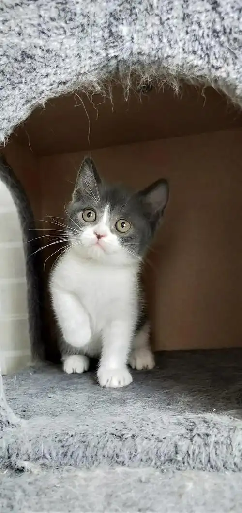 北京英短蓝白目前四个月大  自家繁育 ,绝对不是后院猫.