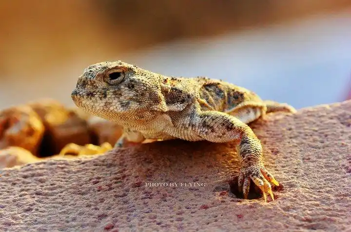 【蜥蜴摄影图片】乌鲁木齐乌拉泊水库生态摄影_flying的博客_太平洋