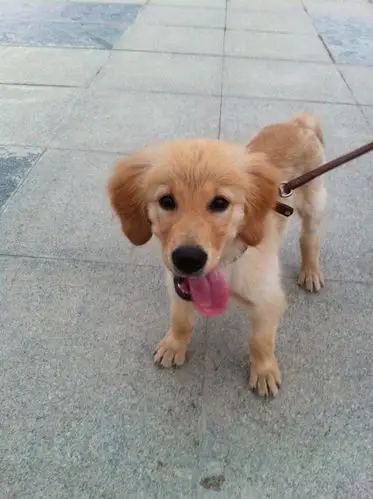 大家看看我这只3个半月的金毛gg 长的咋样.给点评价