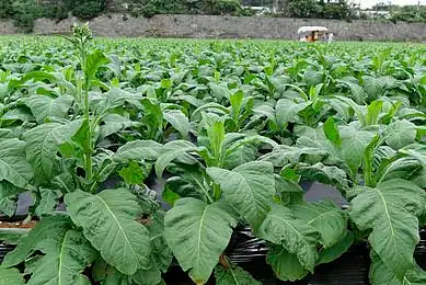 烟草图片_烟草高清图片_全景视觉