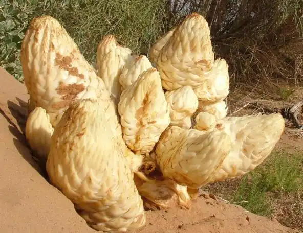 肉苁蓉图片肉苁蓉的功效和作用