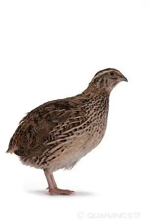 鹌鹑