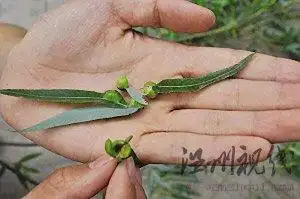 这就是柳树上结出的"果子".