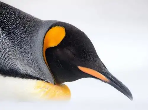 一只帝企鹅在福克兰群岛的某处海滩上休息