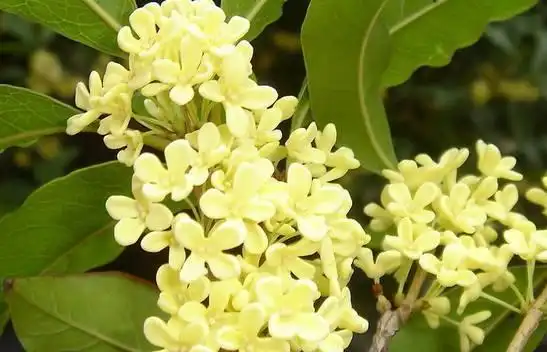 银桂,七绝·银桂(银桂学校是公立还是私立)_犇涌向乾