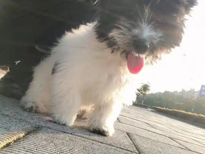 狗狗  串串长大后的样子,丑萌丑萌的