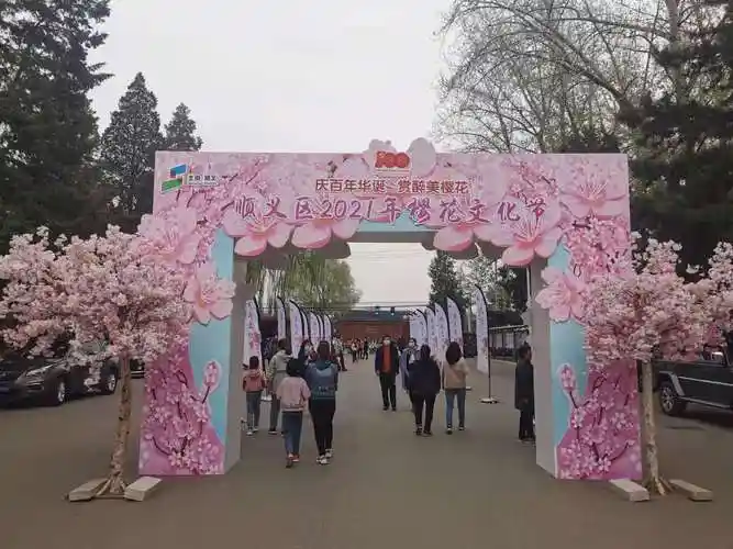花开好时节,北京顺义区2021年樱花文化节开幕