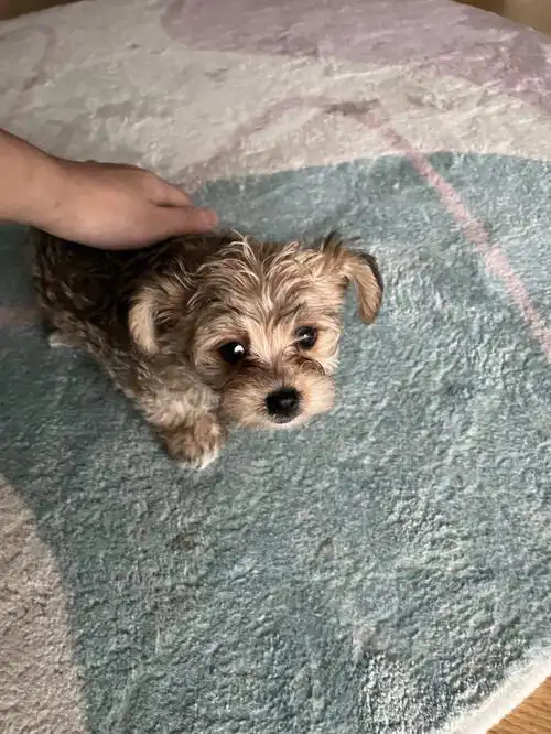 记录哼哼第一天肥家约克夏比熊串串