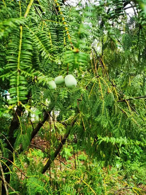 《都来看,榧香浓》