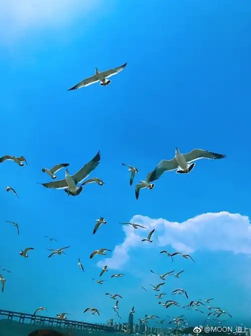 将大海留在照片里