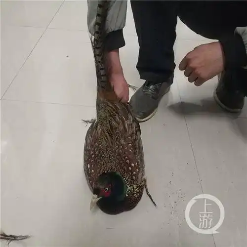 "馋嘴"男子非法捕获野鸡被抓现行