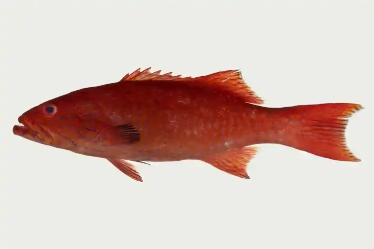 鳃棘鲈属      plectropomus     鱼类 下图为          点线鳃棘