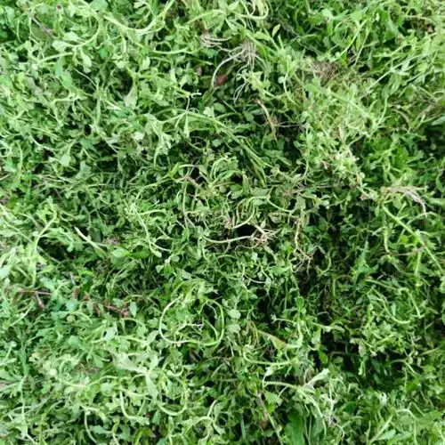 中药材鼻炎止躯痛鹅不食草鹅仔草鹅不吃草新鲜500克