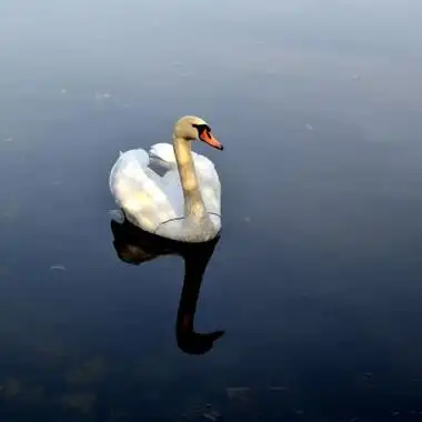 天鹅头像图片唯美高清梦幻的优雅天鹅头像