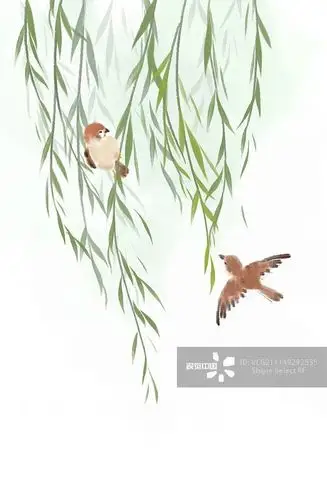 鲜美海安多情最是杨柳叶