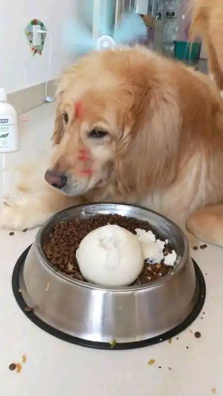 一看吃馒头,这脸色比公婆的都难看