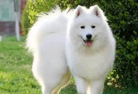 萨摩耶的五大特点