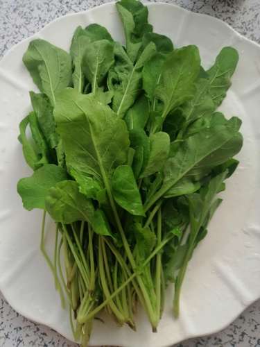 正宗东北蘸酱小菜新鲜臭菜农家自种蔬菜大叶叶菜类