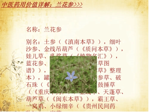 中药学兰花参药材详解课件模板