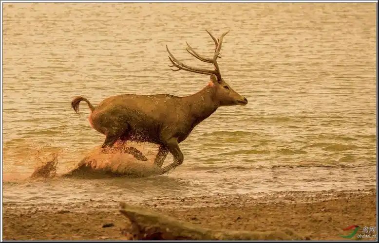 在黄昏中奔跑的麋鹿