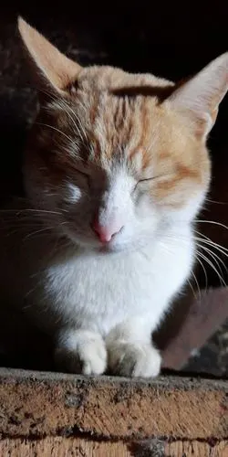 奶奶养的黄白猫咪快一岁了