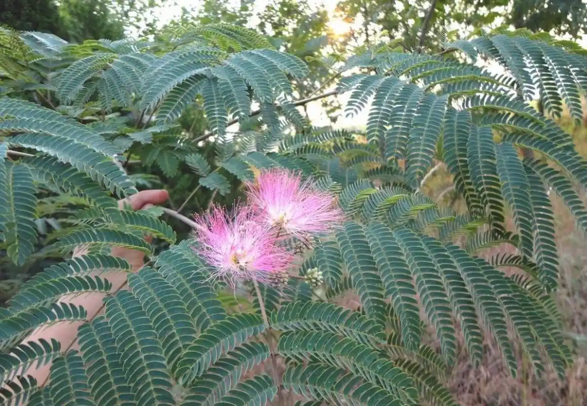 每天学一味中药-合欢花94 合欢花是一味中药,它来源于豆科植物合欢