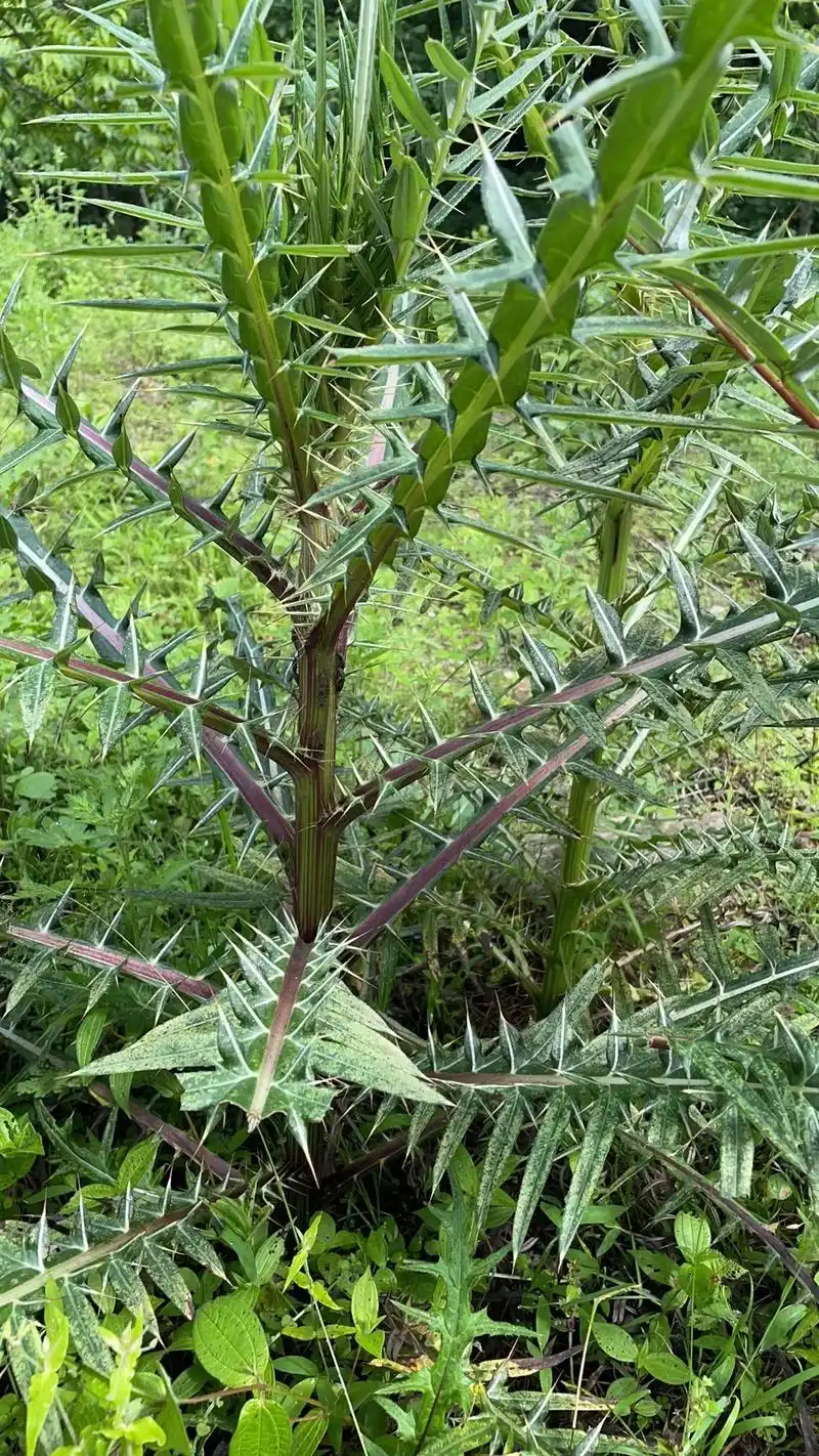 高黎贡山植物【大蓟】柴火炖土鸡.大蓟根是一味中药,菊科植物, - 抖音